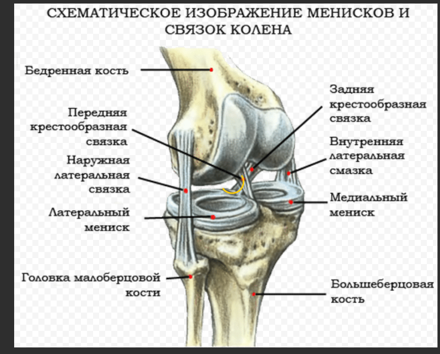 Внутренние мыщелки. Связочный аппарат коленного сустава анатомия. Анатомия коленного сустава кости. Строение колена связки и мышцы сбоку. Анатомия связок мениска коленного сустава.